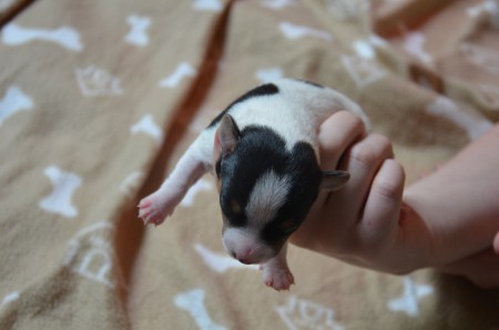 CASSIOPEIA - "egal, wie man mich dreht & wendet!"